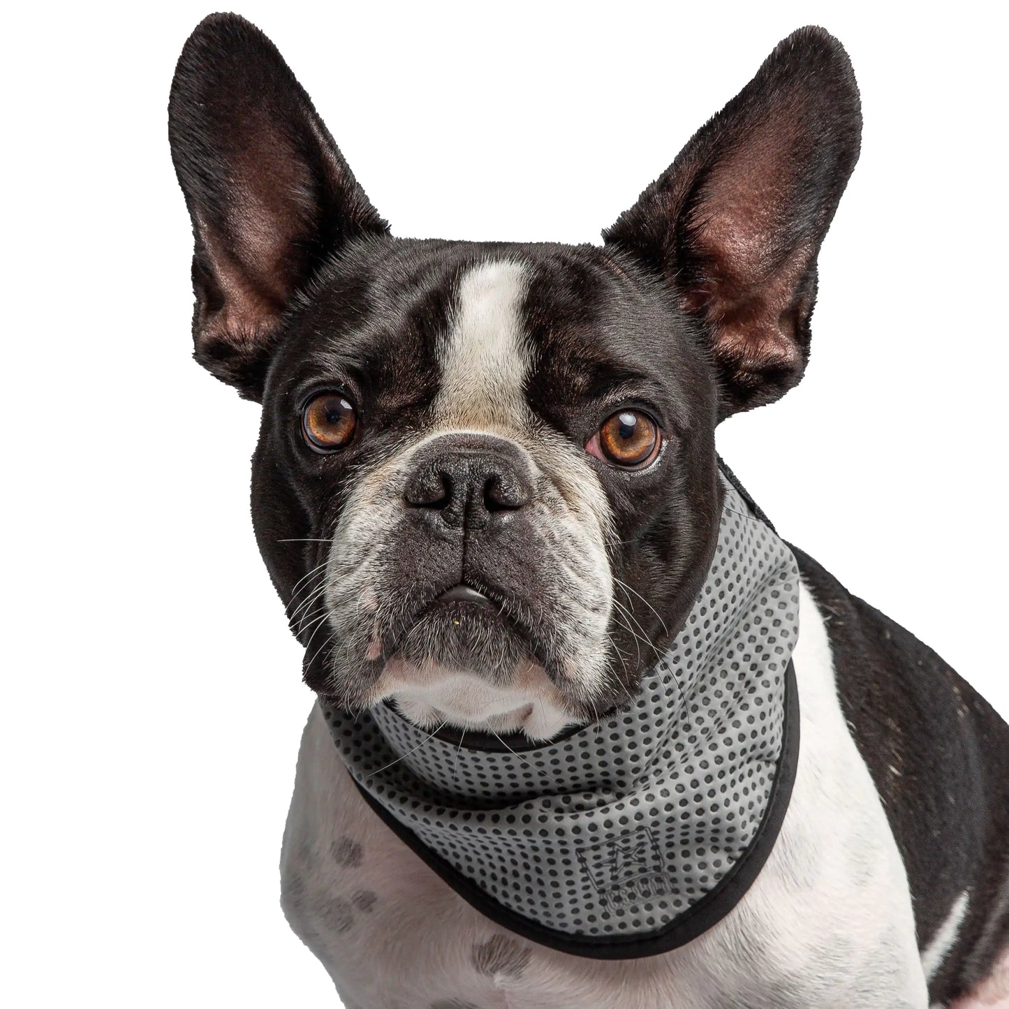Bandana para mascotas